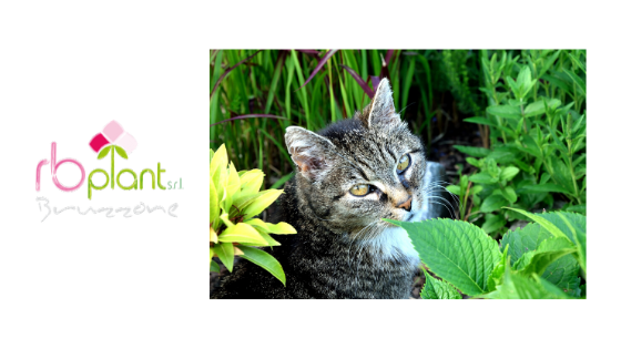 Ecco 4 rimedi naturali per allontanare i nostri amici gatti da fiori e  piante - RbPlant