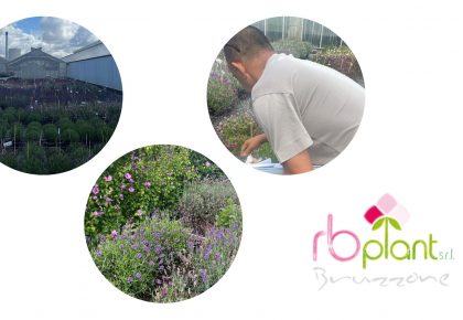 Lavanda RB Plant vendita all'ingrosso di fiori e piante